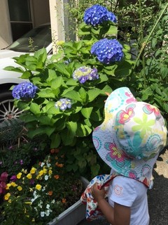 紫陽花2.jpg