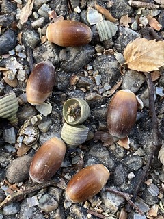 IMG-2284.JPG